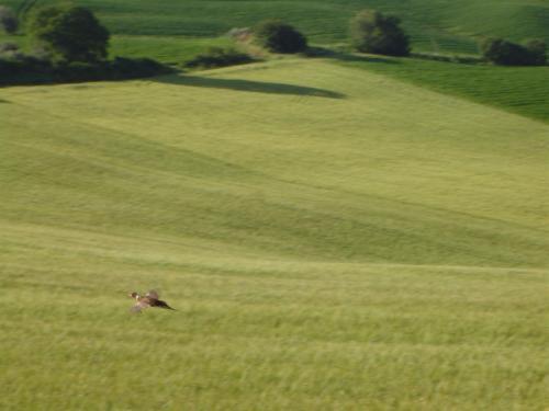 Agriturismo Colombaiolo Pienza Zewnętrze zdjęcie