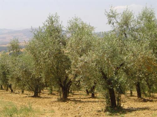 Agriturismo Colombaiolo Pienza Zewnętrze zdjęcie