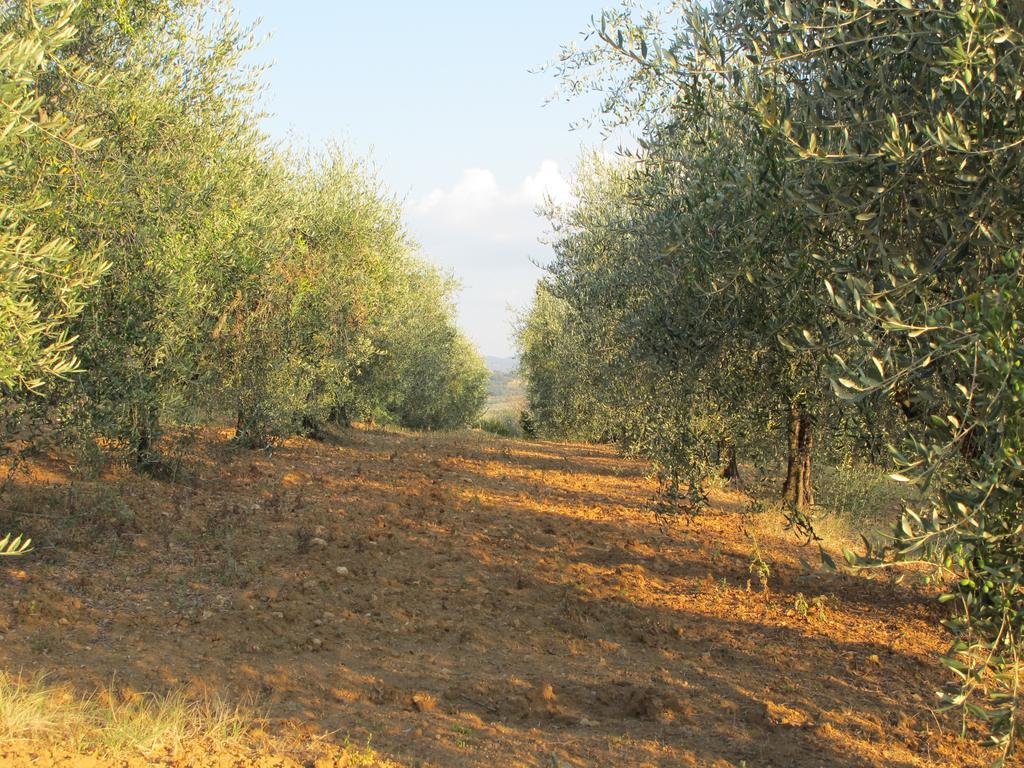 Agriturismo Colombaiolo Pienza Zewnętrze zdjęcie