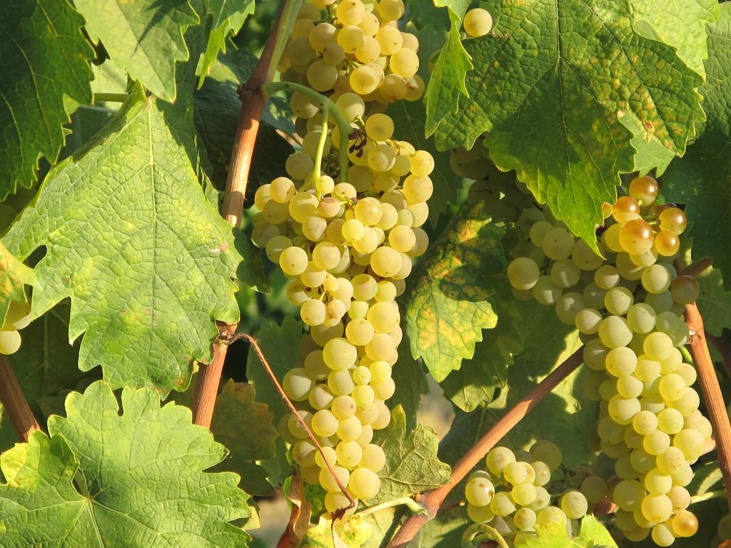Agriturismo Colombaiolo Pienza Zewnętrze zdjęcie